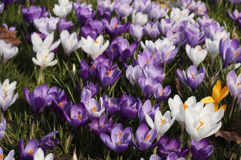 a bunch of purple and white flowers next to each other