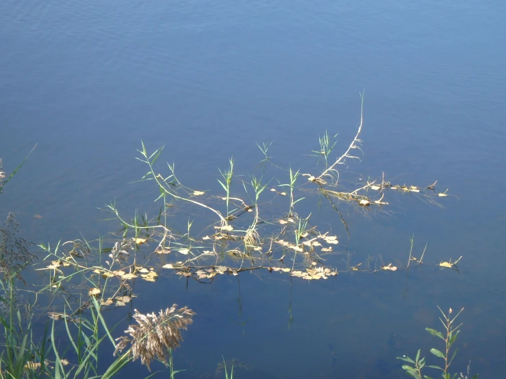 leaves floating on top of a body of water