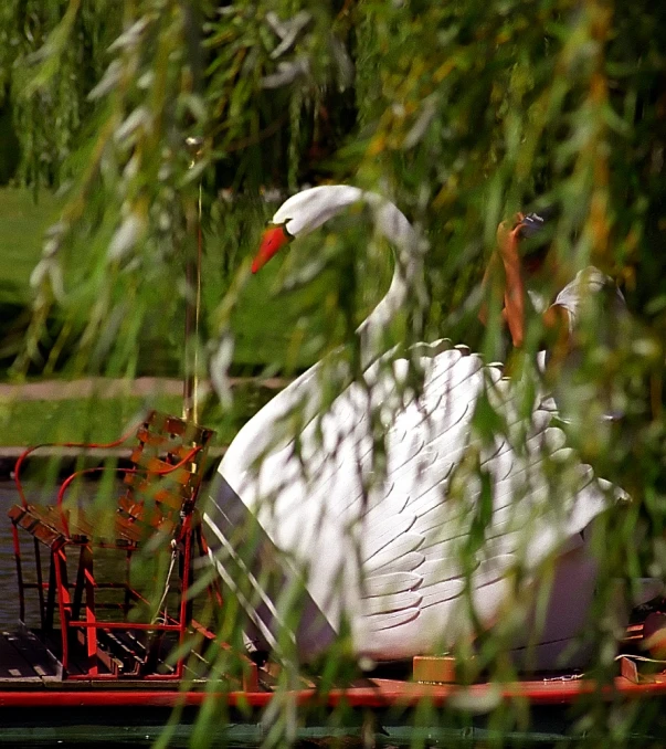 a couple of swans sitting next to each other on top of a lake