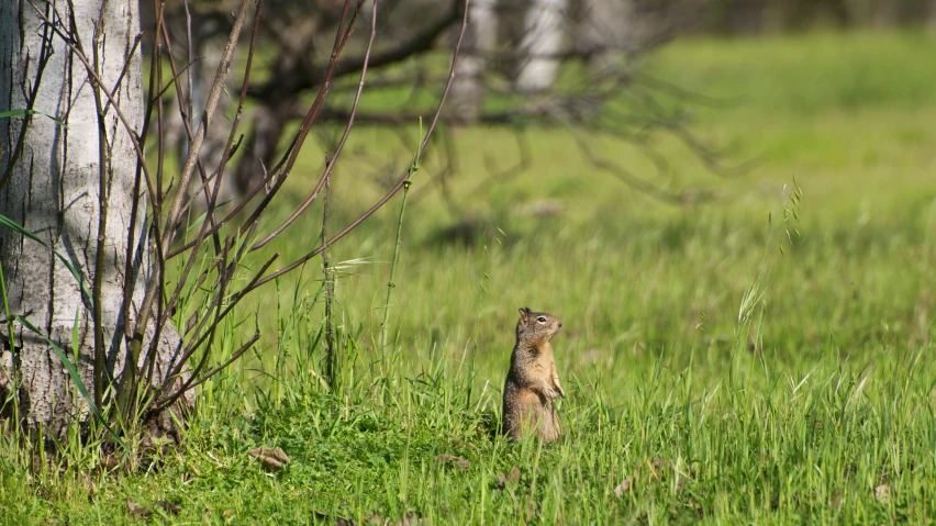 a small squirrel stands up on its hind legs and looks up
