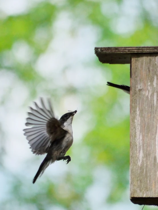 a bird is flying away from its feeder