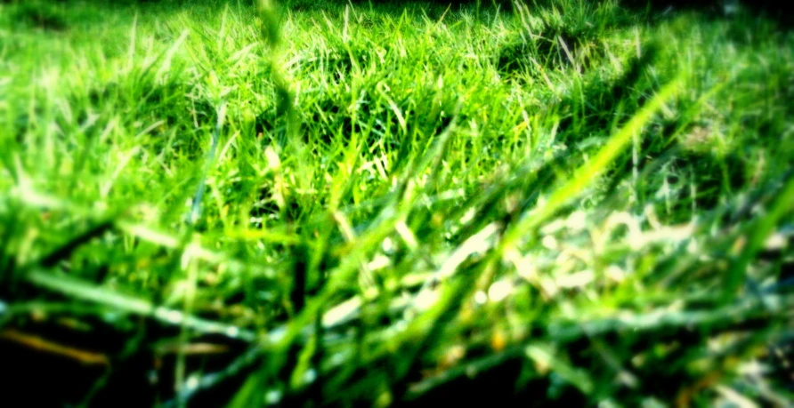 a field full of tall green grass near a fence