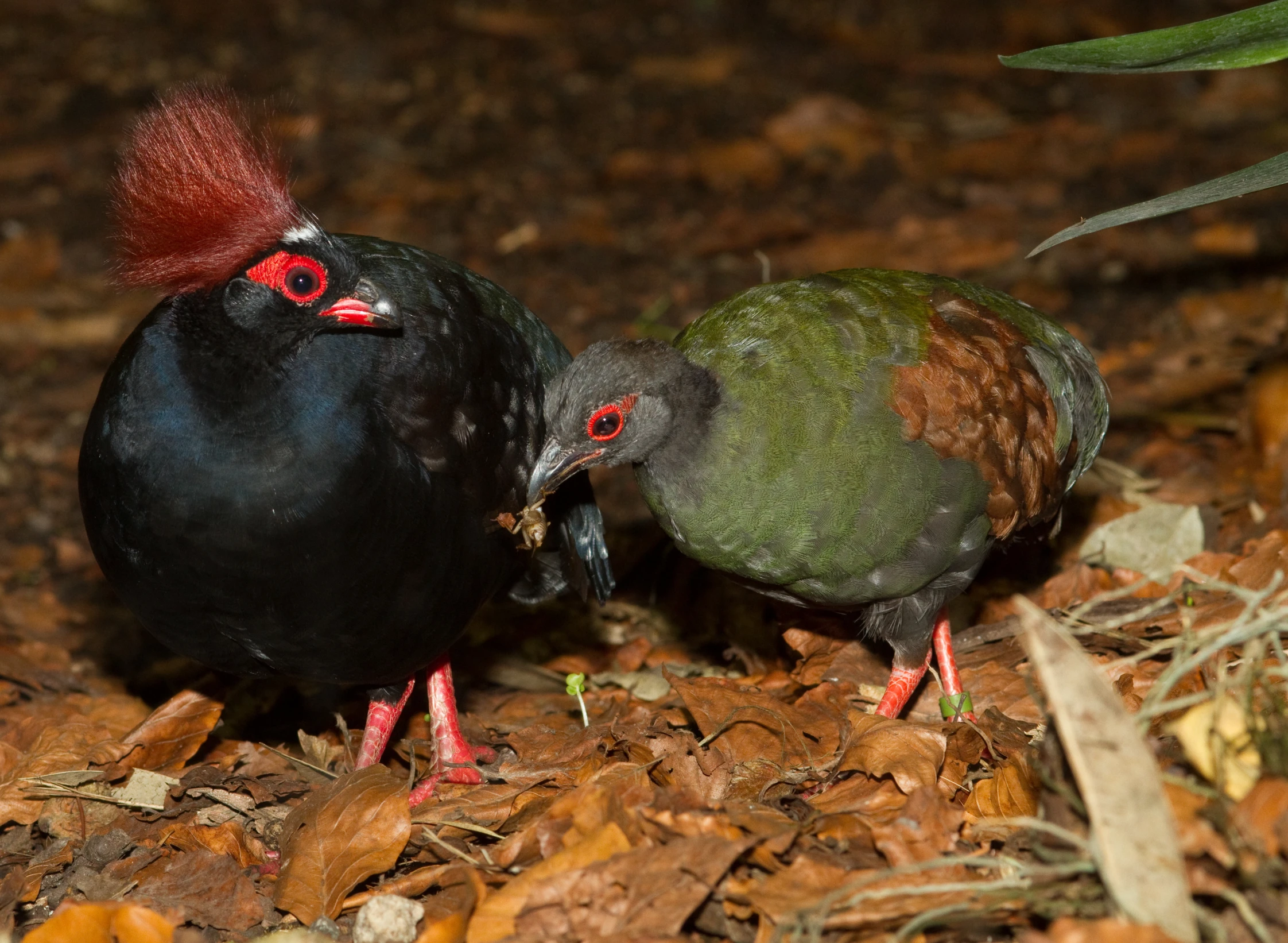 two colorful birds with a red mohawk standing on leaves