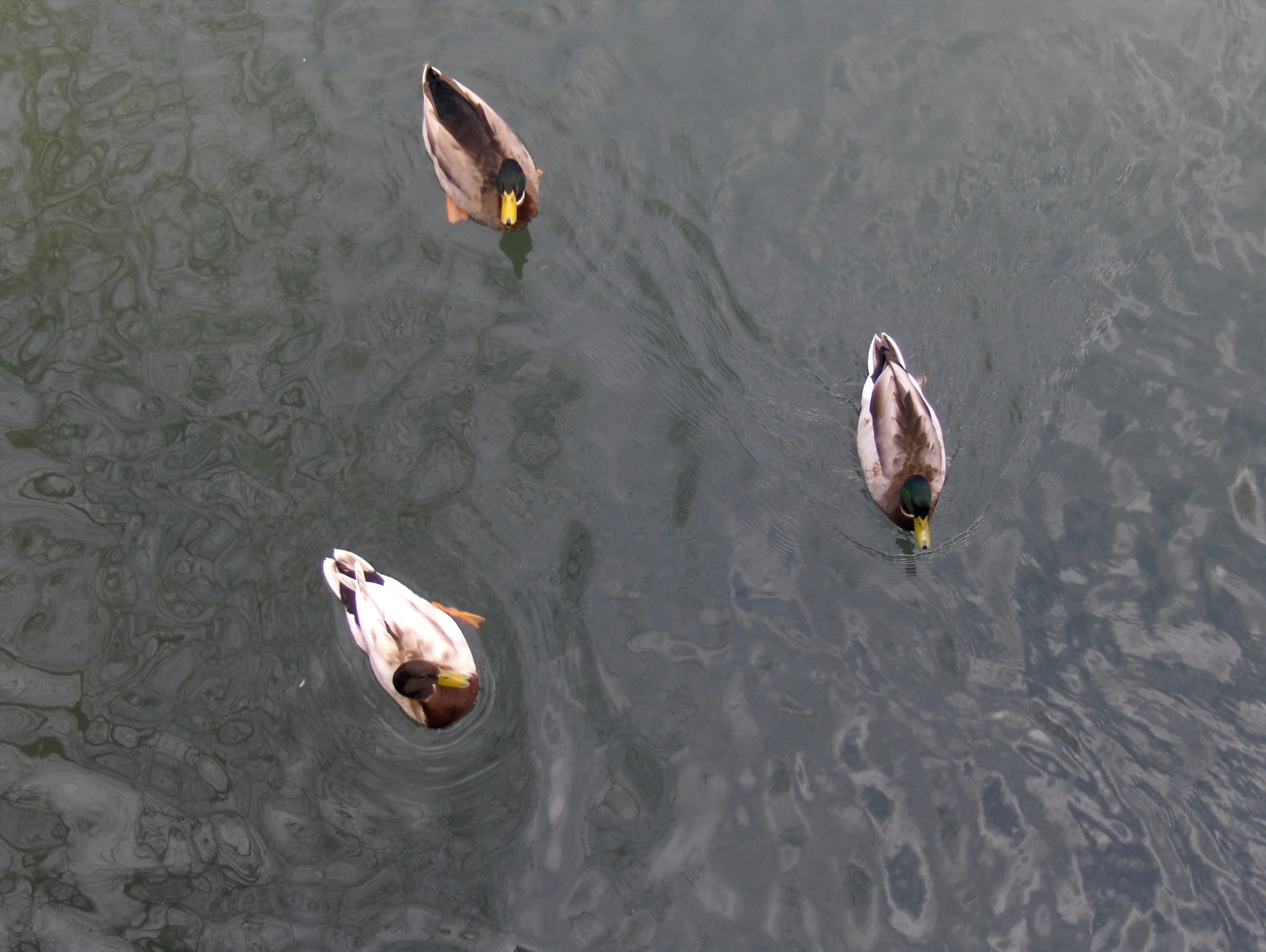 two ducks swimming in the lake together