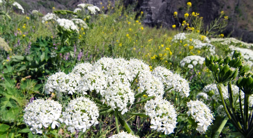 some very pretty flowers near the side of a mountain