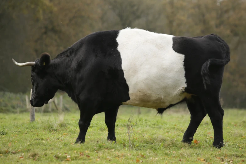 the large black and white cow has long horns