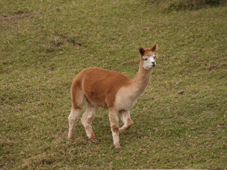 there is an image of an animal in the wild