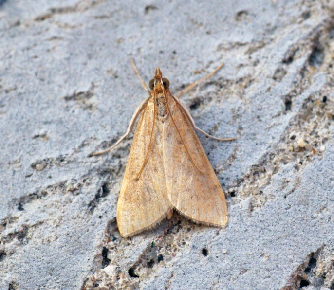 a small brown bug crawling on the sandy ground