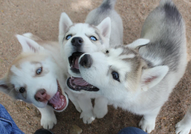 three husky dogs looking up into the sky