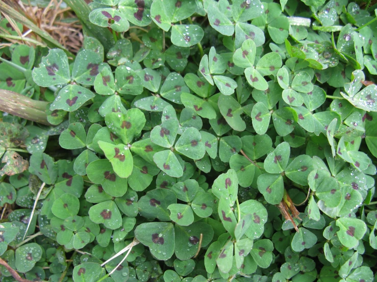 the leaves are covered with red dots on the ground