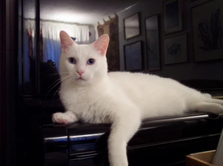 a white cat is laying on the top of a dresser