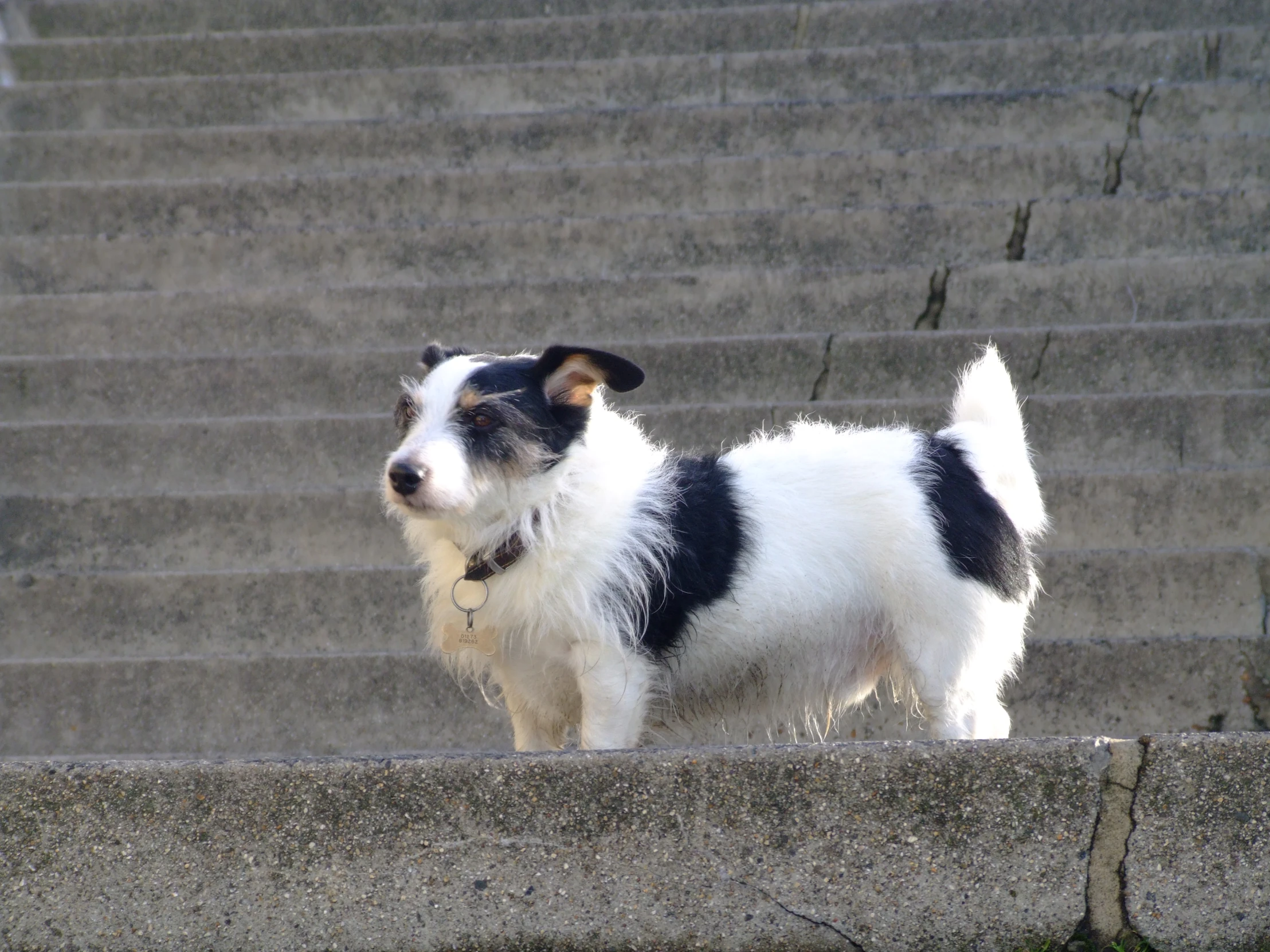 a black and white dog with his collar tied on the top of a stone stairs