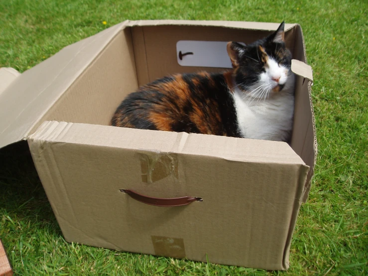 a calico cat laying in an empty box on the grass