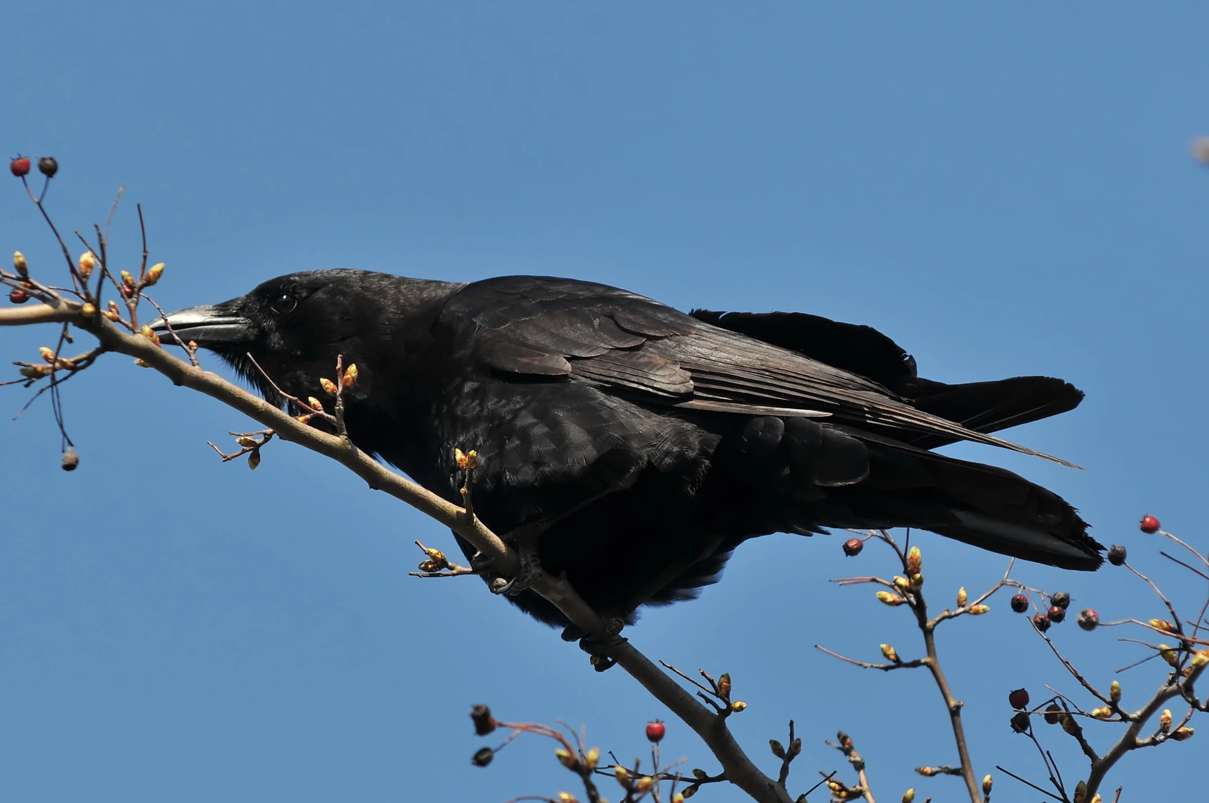 a bird sits in a tree with berries on the nches