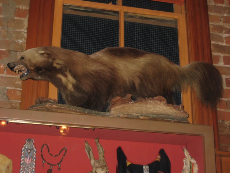 stuffed brown bear standing on a display case