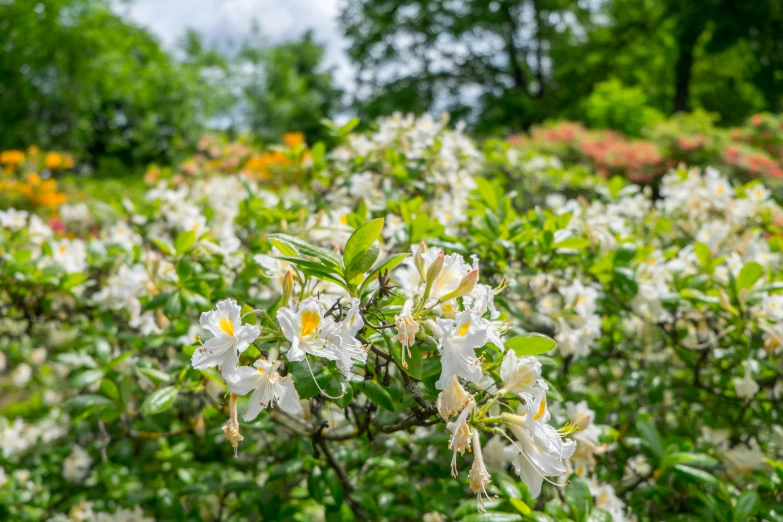 white flowers that are growing in a bush