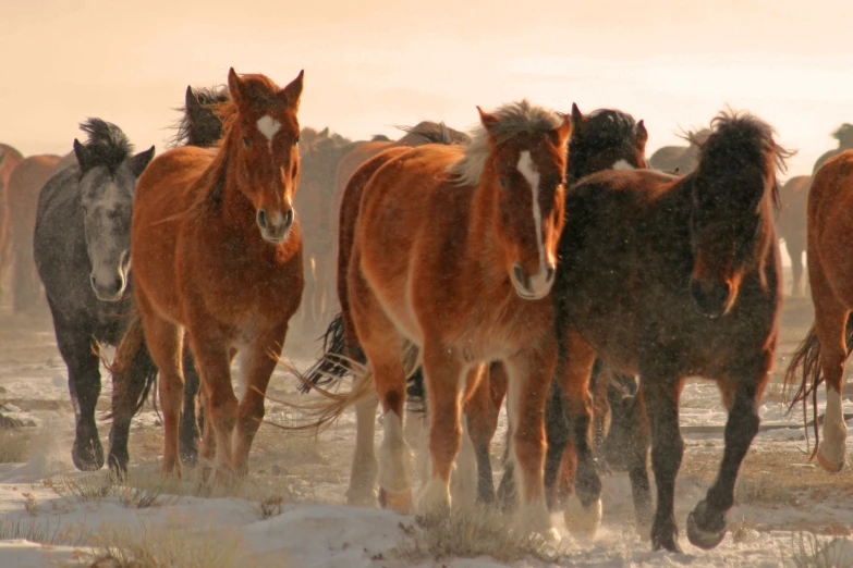 five horses running together in the snow