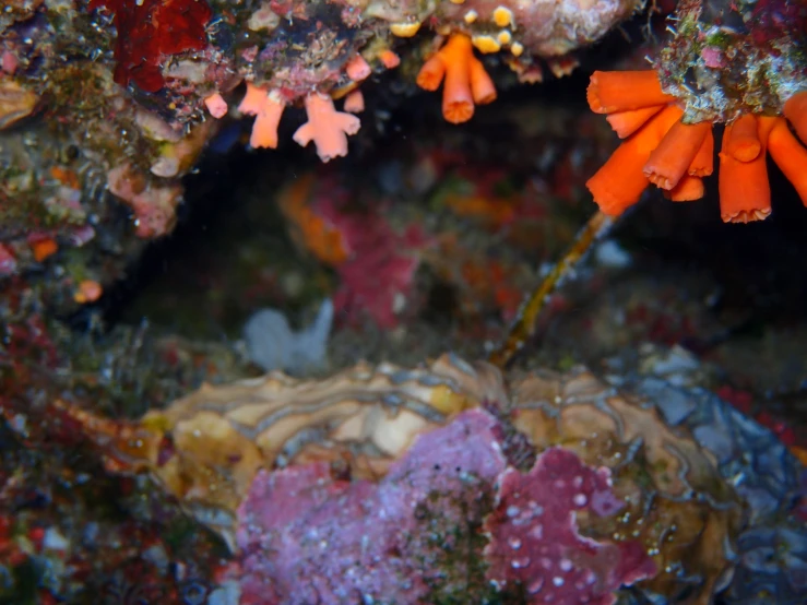 the reef and corals can be seen from above