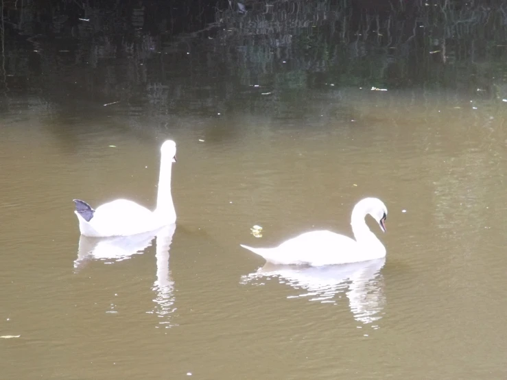 two white swans swimming in brown water next to each other