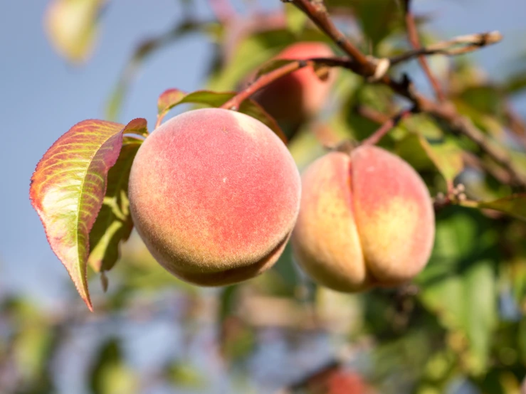 two peaches hanging on the tree nch with leaves