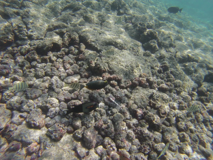 a picture of some kind of coral with fish swimming by it