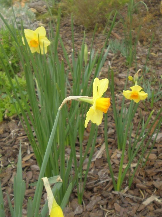 a bunch of yellow and white flowers on a field