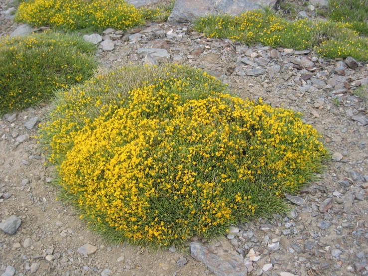 a yellow flower is standing out in the grass