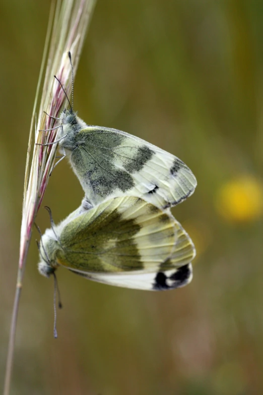 a gray and white erfly with a striped wings on it
