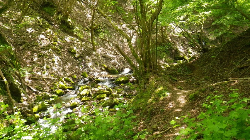 a creek with a small stream in the middle of the forest