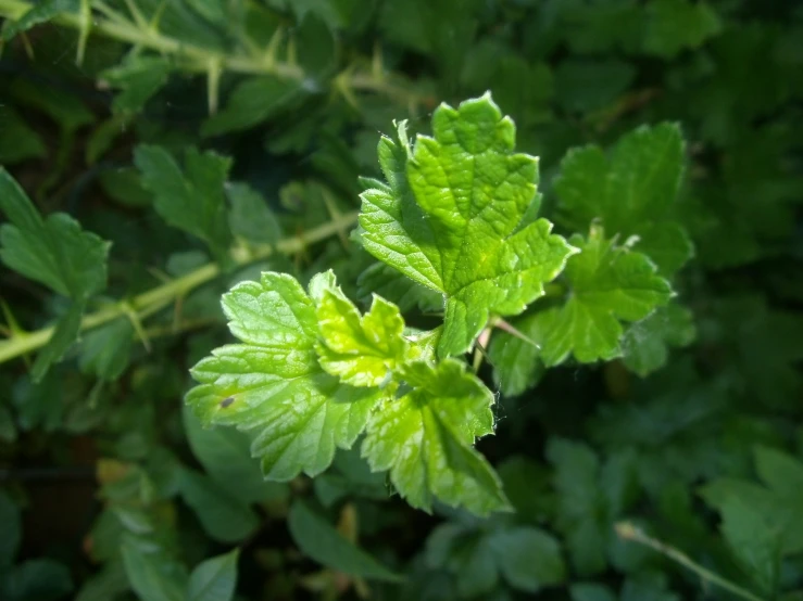 a large leafy green plant sitting next to a lush green forest