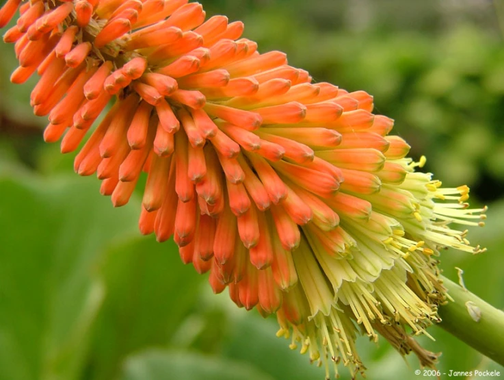 an orange flower on top of a leafy plant