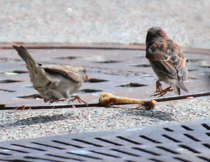 two birds are standing by a drain on the street