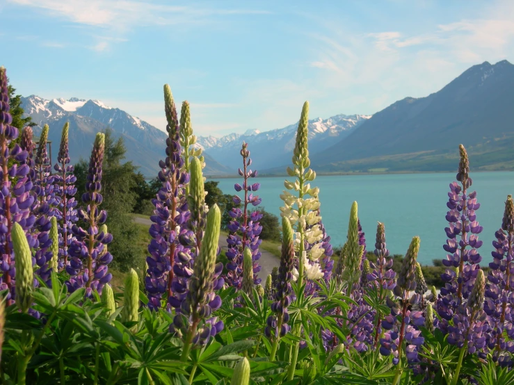 some lavender colored flowers in the foreground with mountains and lake in background