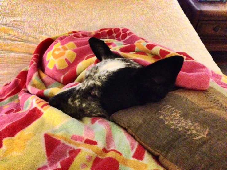 a black and white dog sleeping on a bed under a blanket