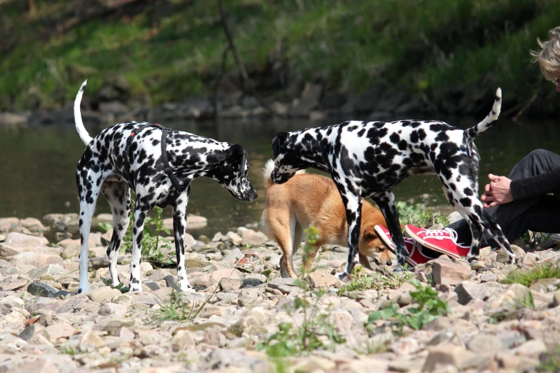 two dogs standing next to each other on a rocky riverbank