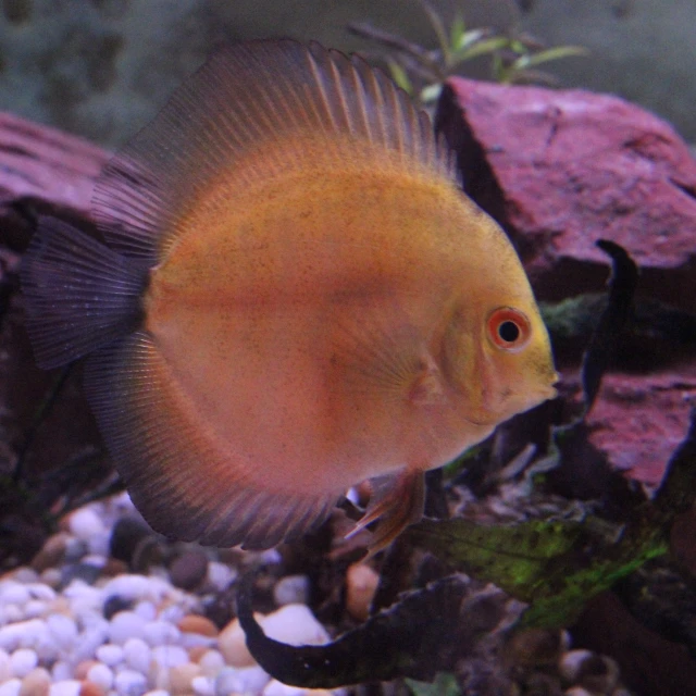 an aquarium with some yellow colored fish