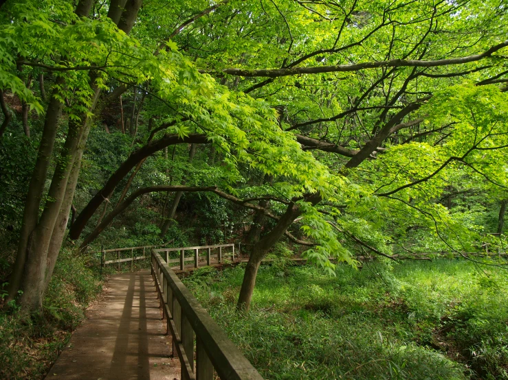 an area with many trees, shrubs and a wooden walkway