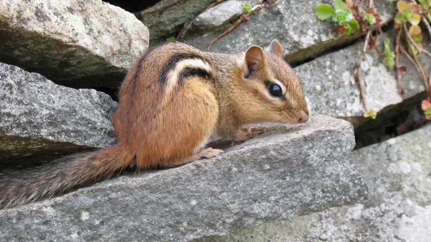 a little chipper sitting on top of a stone wall