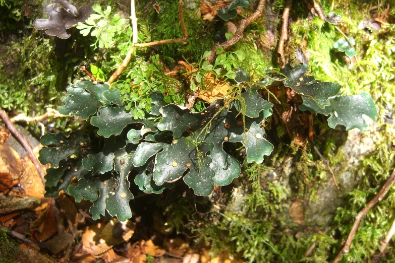 a close - up of a plant growing on a moss covered wall