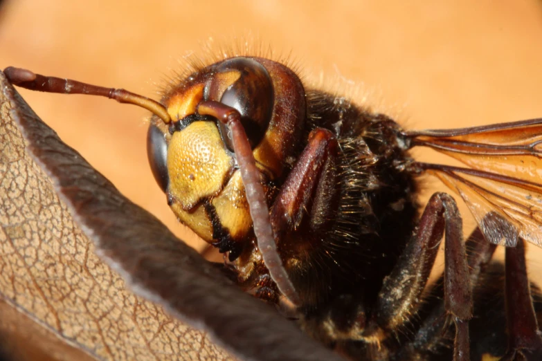 a close up s of a large insect