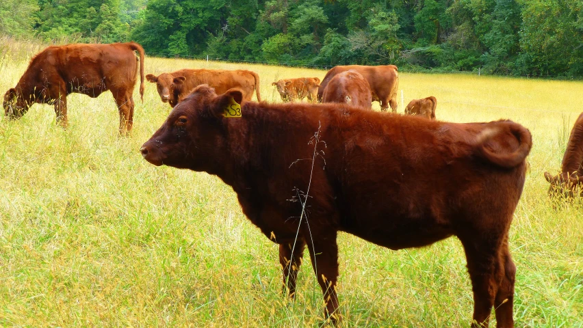 a herd of brown cows standing on a lush green field