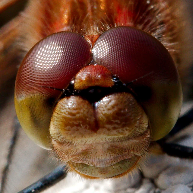 an insect that is looking at soing