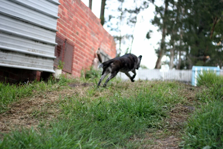a small dog running outside in the grass