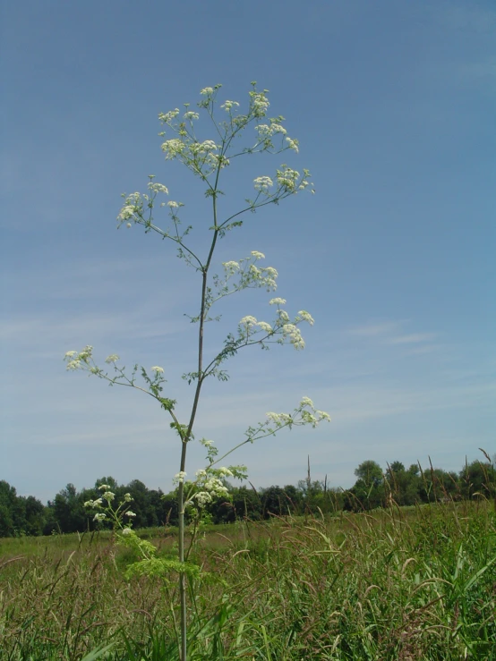 plant in large grassy field with blue sky in background