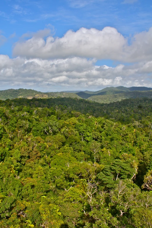 a lush green rainforest filled with lots of trees and bushes