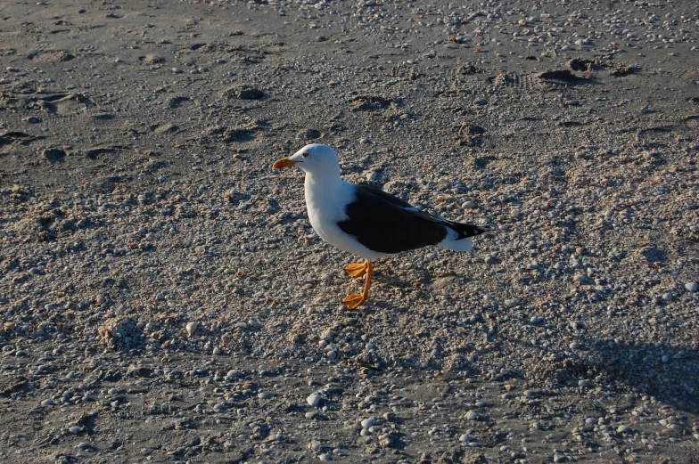 a black and white bird standing on the beach