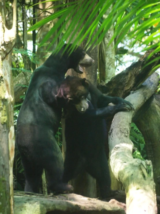 two black bears on their hind legs in the forest