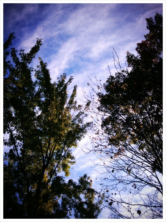 a forest with tall trees and bright blue sky above