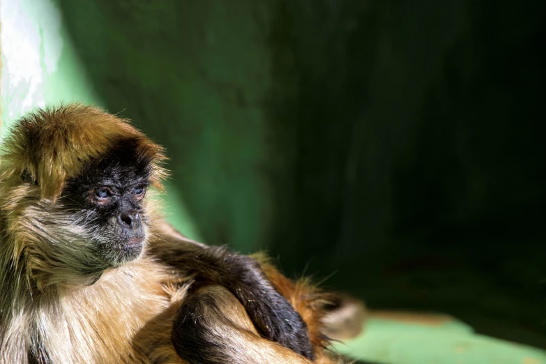 monkey laying down on a wooden surface in the sun