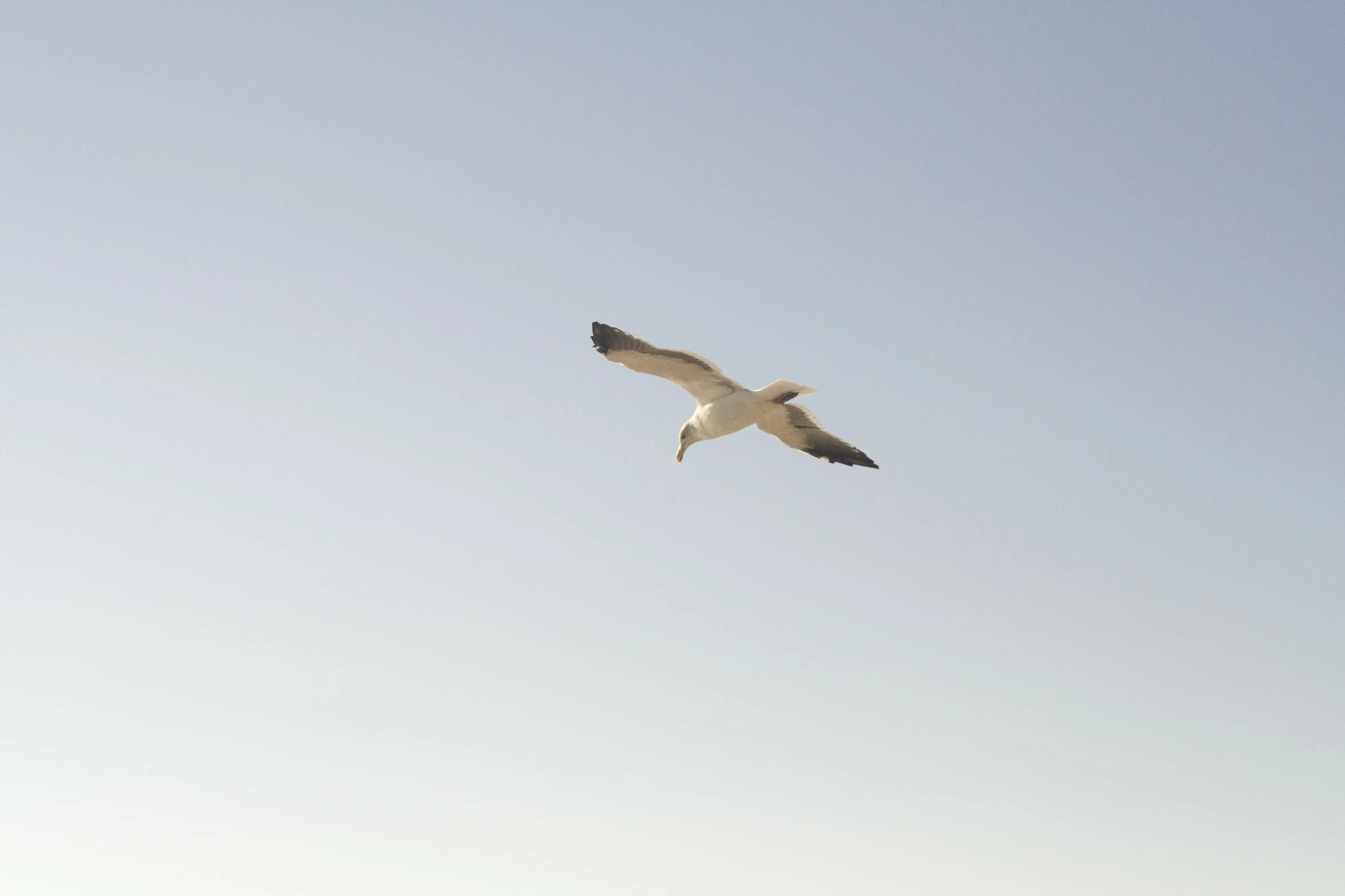 white bird flying high in the blue sky